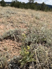Potentilla pensylvanica