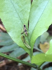 Cicadellinae