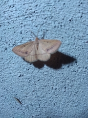 Isturgia arenacearia