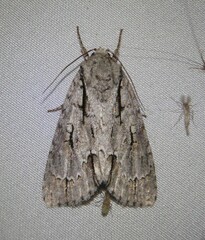 Acronicta lobeliae