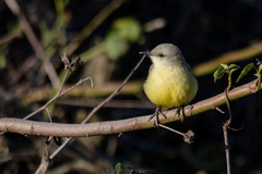 Machetornis rixosa