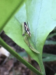 Cicadellinae