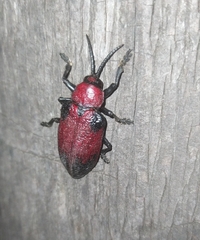 Coraliomela aeneoplagiata