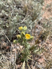 Potentilla pensylvanica