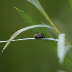 Calligrapha multipunctata