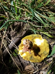 Suillus tomentosus