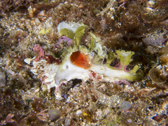 Homalocantha anatomica