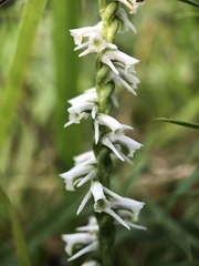 Spiranthes lacera gracilis