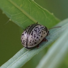 Calligrapha multipunctata