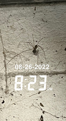 Crossopriza lyoni