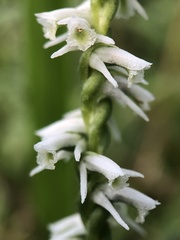 Spiranthes lacera gracilis