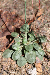 Eriogonum deflexum