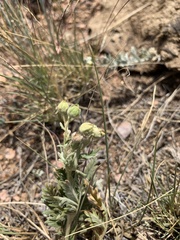 Potentilla pensylvanica