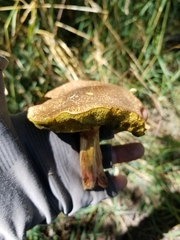 Suillus tomentosus