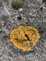 Xanthoria