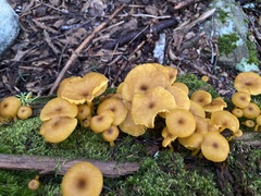 Tricholomopsis decora