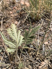 Potentilla pensylvanica