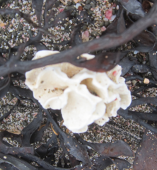 Lithophyllum carpophylli