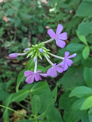 Phlox