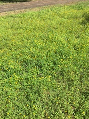 Oxalis niederleinii