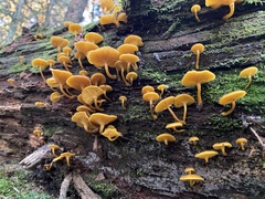 Tricholomopsis decora