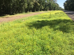 Oxalis niederleinii