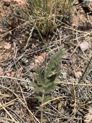 Potentilla pensylvanica