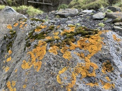Xanthoria