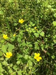 Oxalis niederleinii