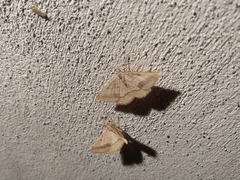 Isturgia arenacearia