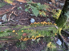 Tricholomopsis decora