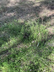 Haloragis heterophylla