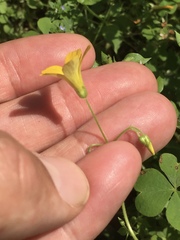 Oxalis niederleinii
