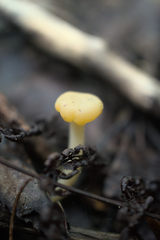 Leotia lubrica