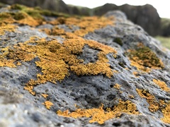 Xanthoria
