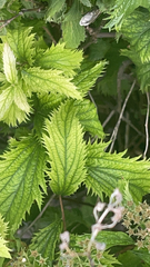 Urtica dioica