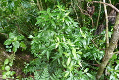 Alyxia stellata