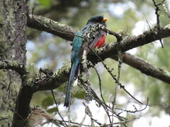 Trogon mexicanus
