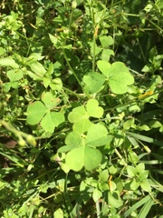 Oxalis niederleinii