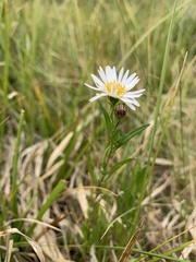 Symphyotrichum boreale