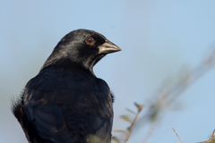 Molothrus rufoaxillaris
