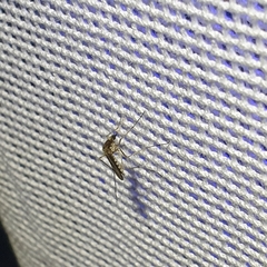 Aedes camptorhynchus