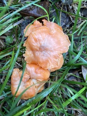 Cantharellus cinnabarinus