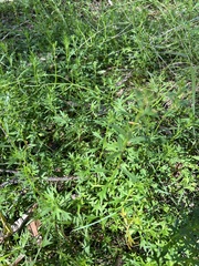 Haloragis heterophylla