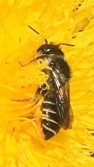 Megachile relativa