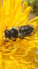 Megachile relativa