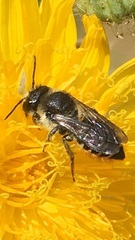 Megachile relativa