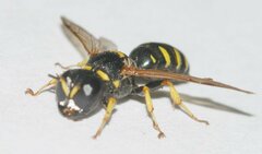 Ectemnius