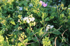 Ageratina glechonophylla