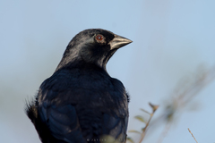 Molothrus rufoaxillaris